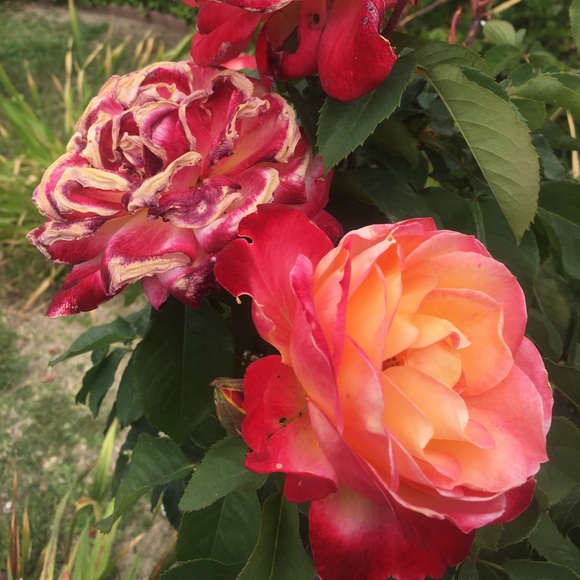 Meet your Posher, Clarise - Picture 1 of 1